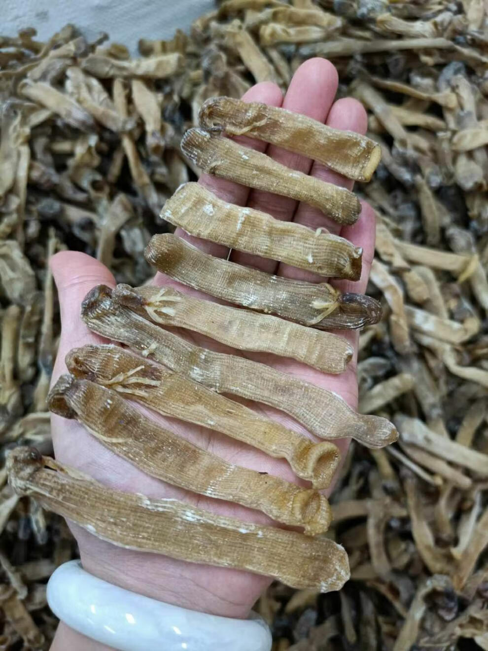 野生中沙虫干海肠沙肠子海人参海虫干货海鲜海产广东煲汤材料50g官方