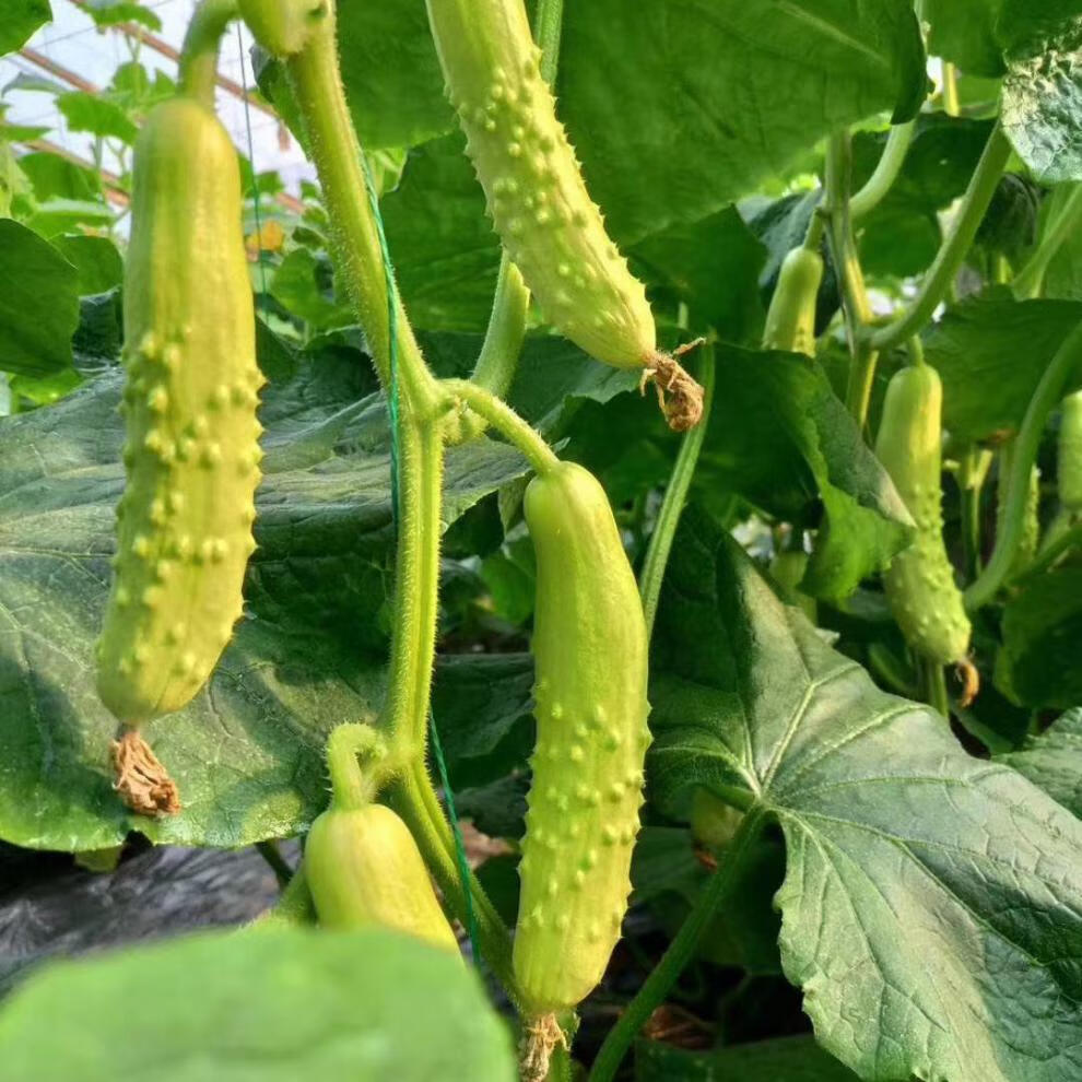 白玉黄瓜白皮黄瓜水果小青瓜新鲜牛奶生吃小黄瓜孕妇水果五斤精品装