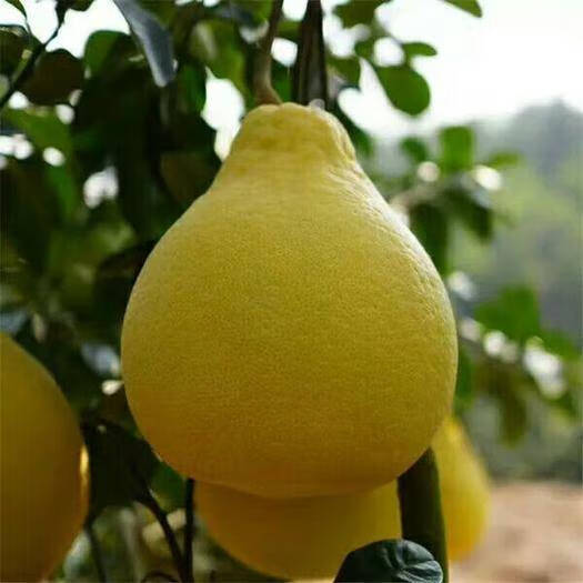 正宗韶关长坝沙田柚甜新鲜水果柚子水果大果现摘现发特产2个装2斤