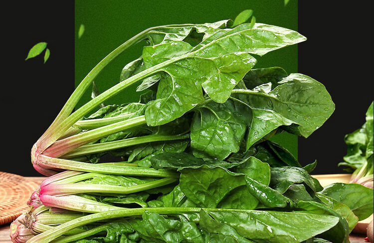 春光岛新鲜菠菜现发红根长杆大叶大棚农家蔬菜火锅五斤三斤整箱团建