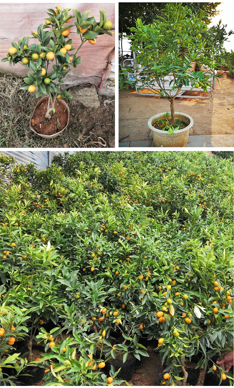 盆栽金桔树四季带果金橘树苗可食用阳台庭院盆景羊奶桔子小金桔苗金桔