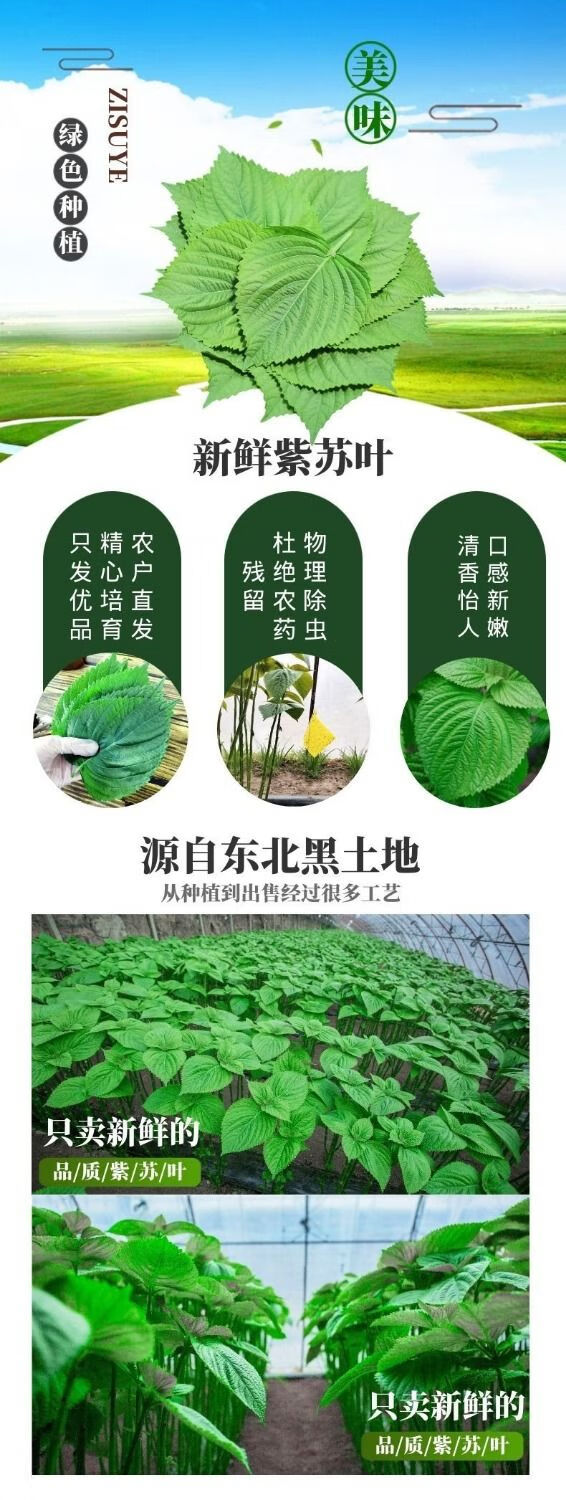 东北苏子叶烤肉包饭鲜苏叶新鲜紫苏叶食用绿色蔬菜当季叶菜蘸酱菜 精