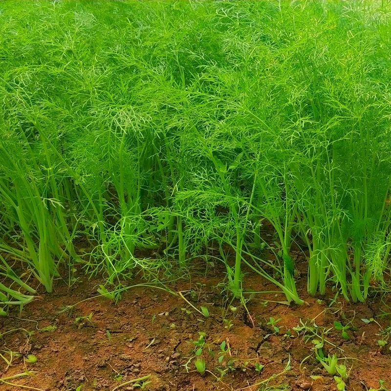 小茴香菜新鲜时令蔬菜农家嫩茴香苗大茴香菜 新鲜茴香菜【三斤】 菜