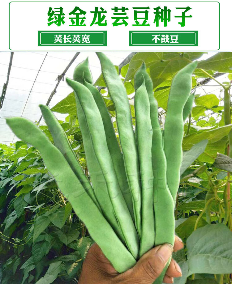 绿金龙芸豆种子扁宽荚豆角种籽东北绿油豆四季豆春秋四
