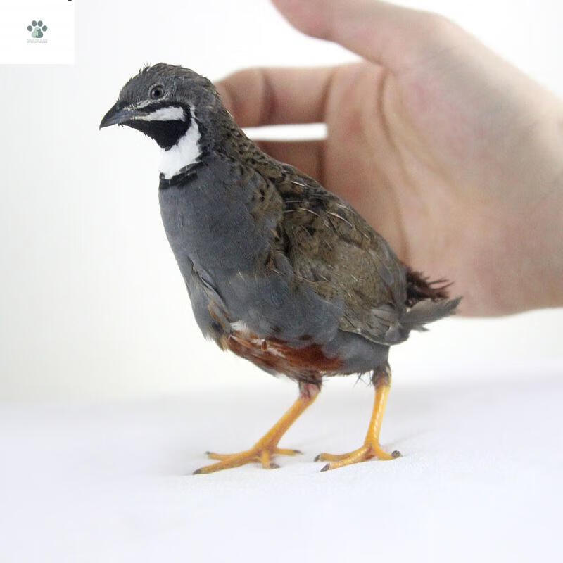 芦丁鸡蓝胸鹌鹑迷你活苗观赏鸡活物下蛋鸟桂花雀室内宠物 瓦灰芦丁鸡2