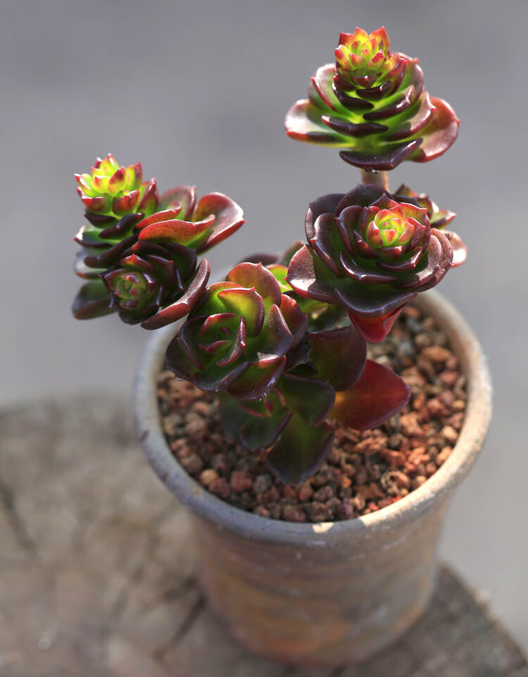 巧克力红梅多肉植物群生多头老桩云南新品种肉肉绿植盆栽花卉 巧克力