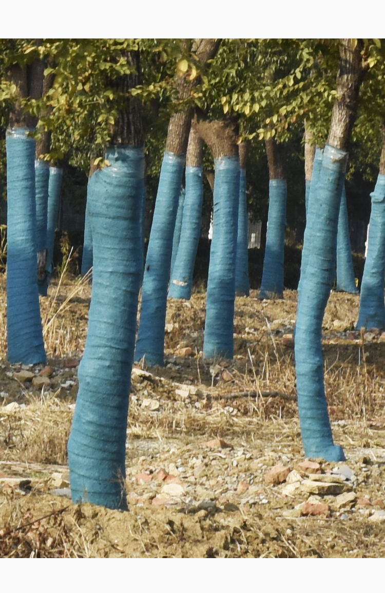 裹树布包树布缠绕树干保温保湿布树木园林绿化绿色无纺布缠树布条