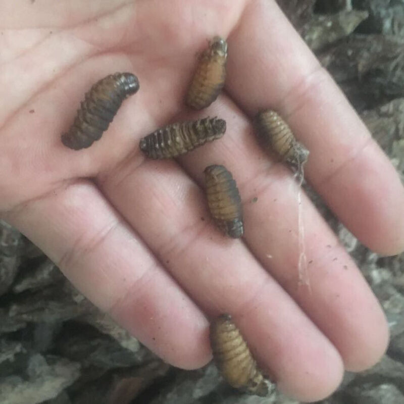 皮虫小黄虫中虫大虫通货产地直发中小号250g