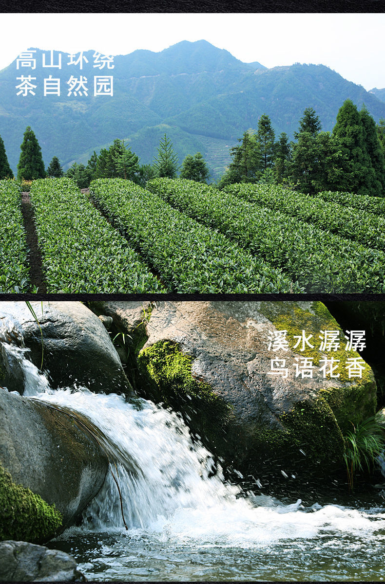螺型白茶2022新茶明前高山云雾炒青浓香耐泡雪青绿茶袋装罐装aaa100克