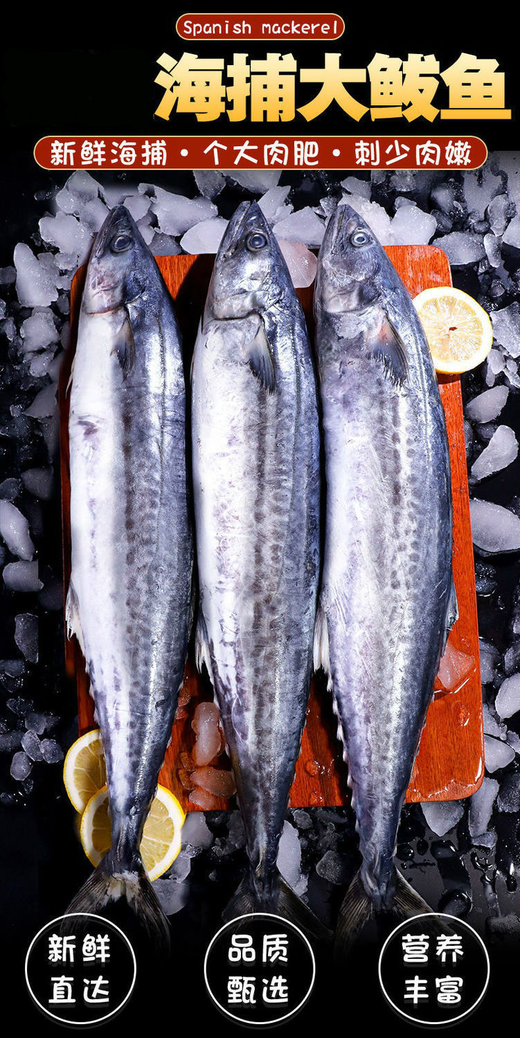 顺丰冷运大鲅鱼新鲜冷冻日照海捕马鲛鱼整条燕鲅鱼海鱼海鲜批发丽鲜玫