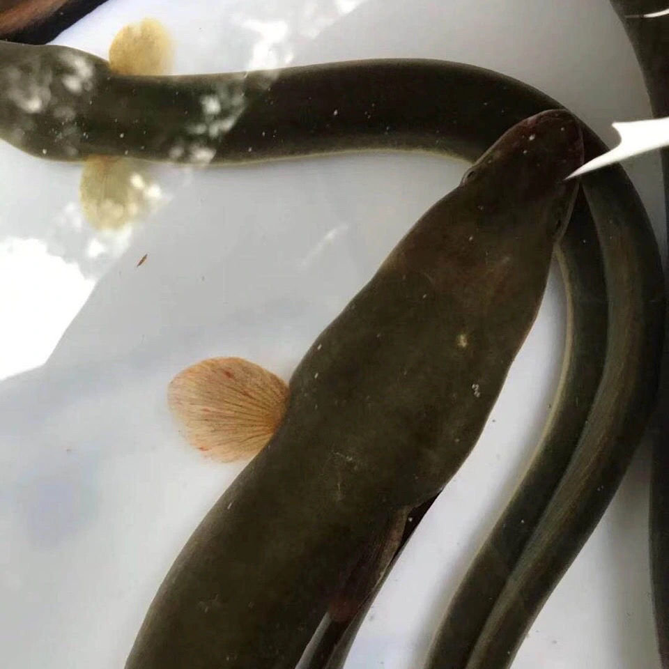 黄鳗鱼河鳗鱼鲜活河鳗鱼黄鳗鱼一斤到2斤以上一条活体 1.4-1.