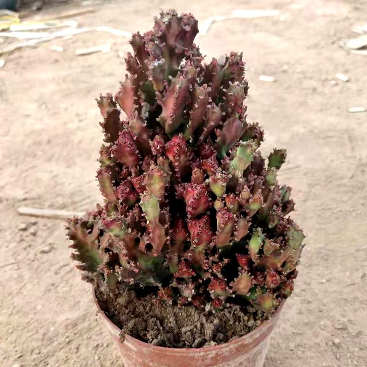 龙骨花龙骨树自家龙骨盆栽大植物龙骨花室内花开花不断霸王鞭玉麒麟仙