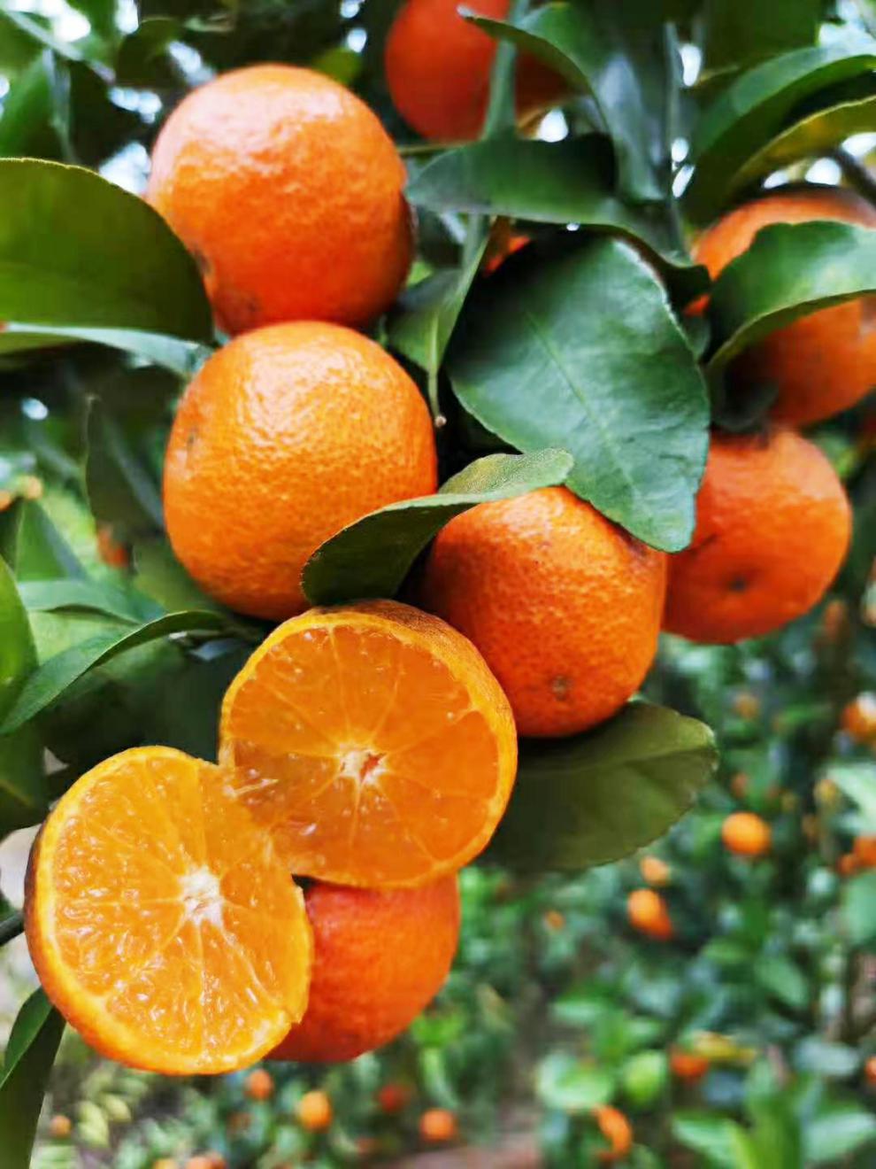 爵妃广东四会砂糖橘新鲜正宗当季水果5/10斤小橘子沙糖桔整箱无籽桔子