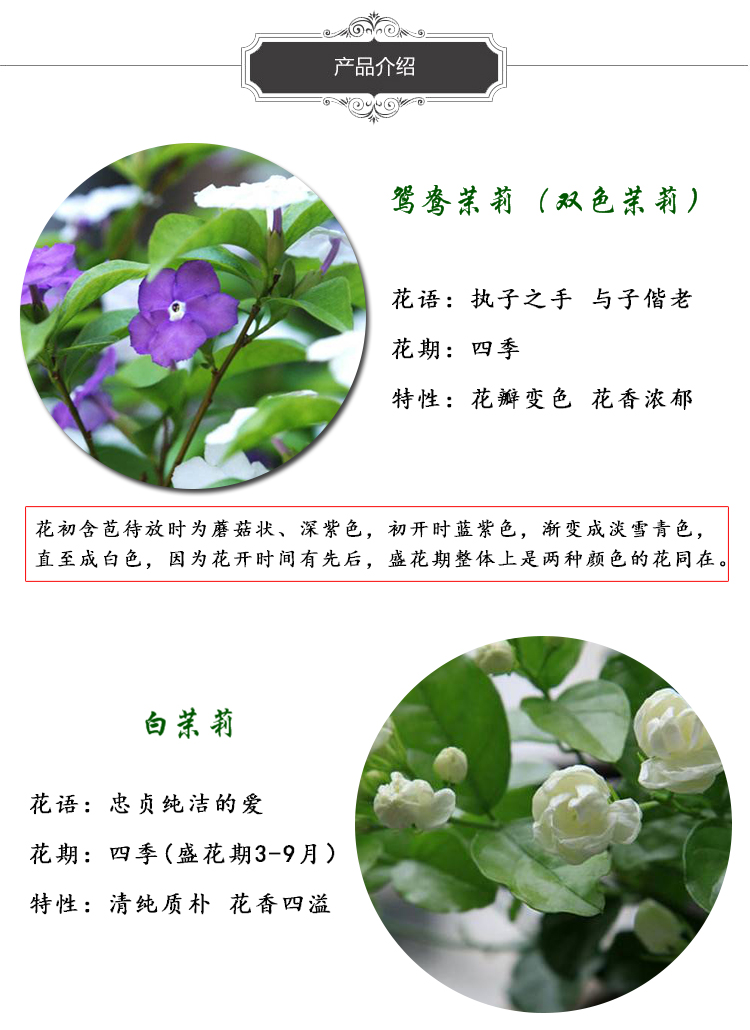 虎头茉莉茉莉花盆栽 双瓣重瓣茉莉花苗 双色茉莉花 净化空气阳台盆栽