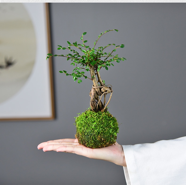 苔玉 置物 Www Bloompsychologyservices Com