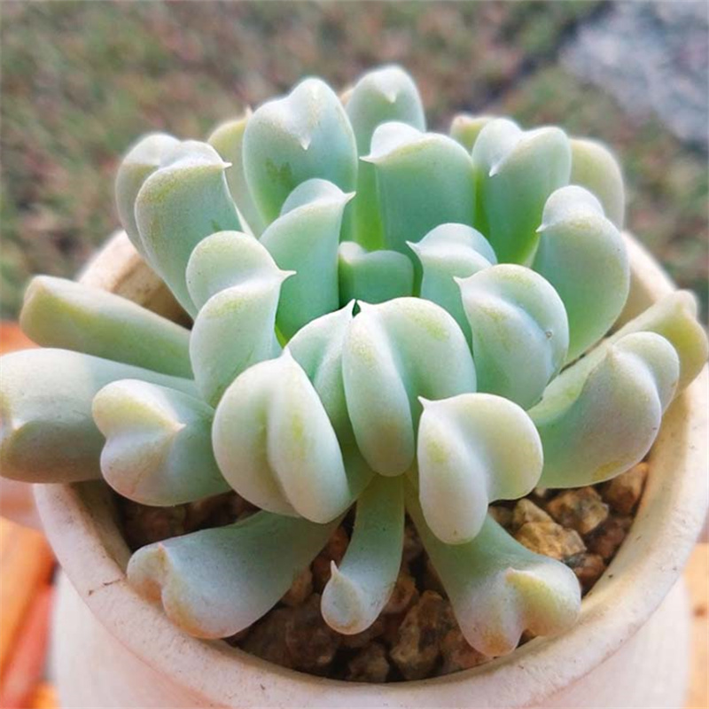 特玉莲多肉植物易爆盆群生多头办公室创意盆栽花卉绿植萌肉肉特玉莲