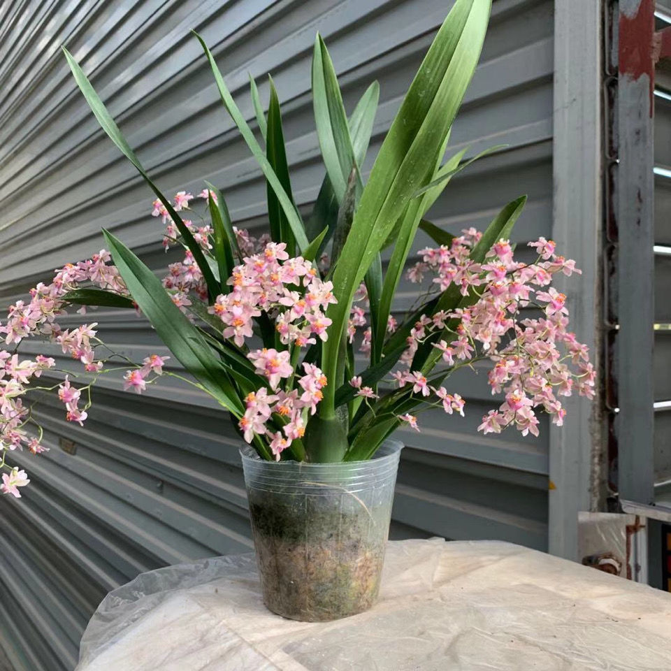 文心兰水培春节年底带花苞浓香迷你盆栽过年喜庆花卉年花室内花卉绿植