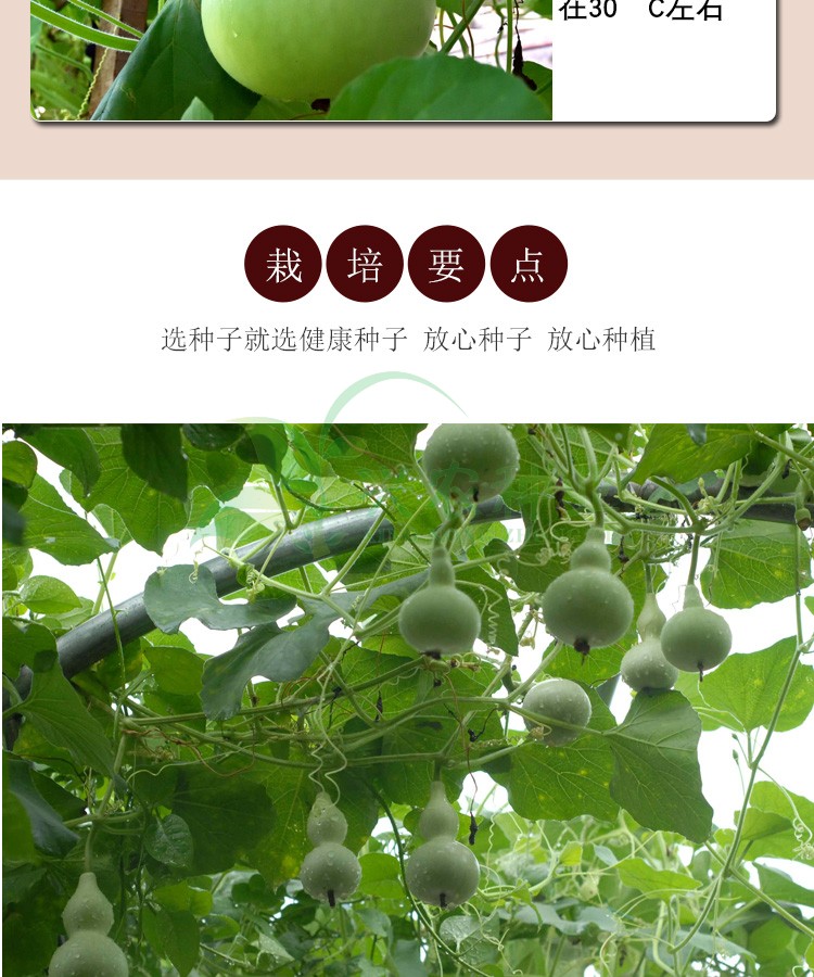 大田菜园高产易种小葫芦种子 可盘小葫芦种子 青丰文玩手捻葫芦10粒