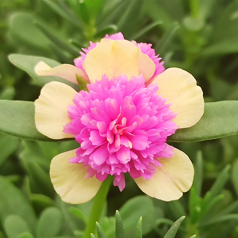 重楼大花马齿苋太阳花苗全重瓣宿根阔叶宽叶混色花卉阳台四季盆栽 粉