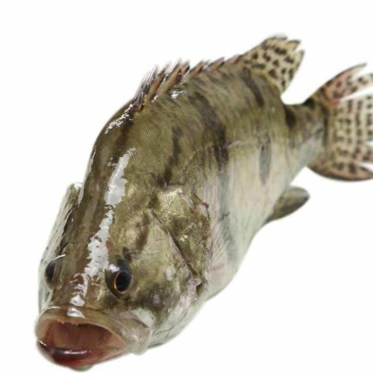 正宗纯大鳜鱼鲜活活鱼波纹鳜淡水鱼新鲜季花鱼现杀发货1斤