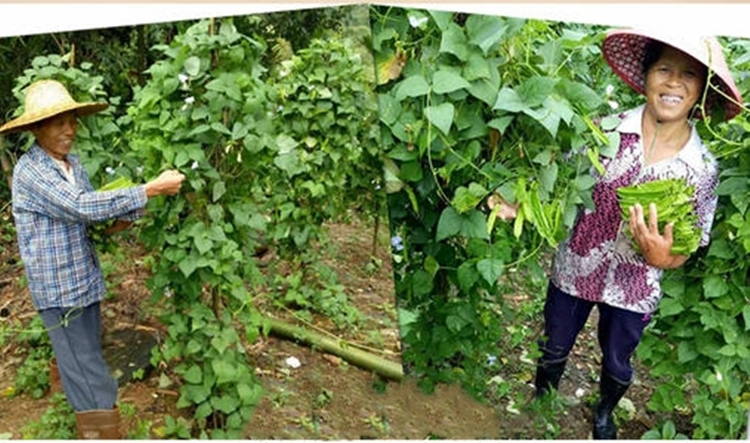 四棱豆种子高产四季农家四角豆皇帝豆种菜园阳台龙豆杨桃豆蔬菜孑方震四棱豆原装1克 2包 图片价格品牌报价 京东