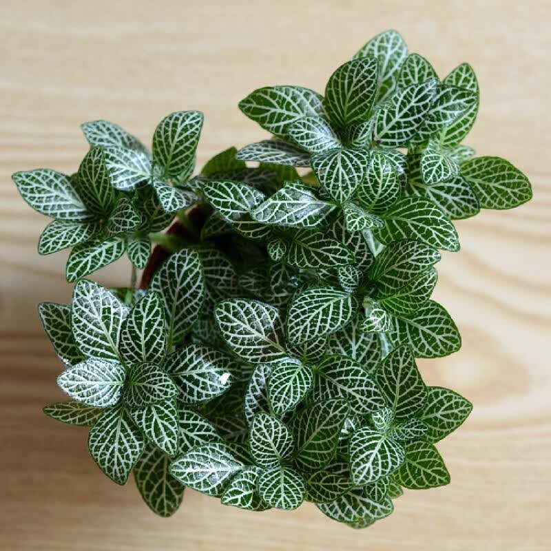 缸苔藓微景观生态瓶diy素材料造景背景小植物小火焰网纹草1盆正常4棵
