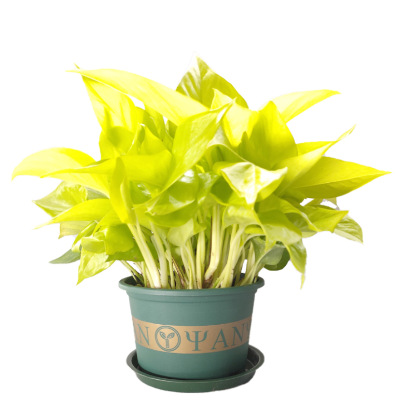 黄金葛盆栽大叶黄金葛绿萝金叶盆栽水培室内植物可长藤条绿植18cm原盆