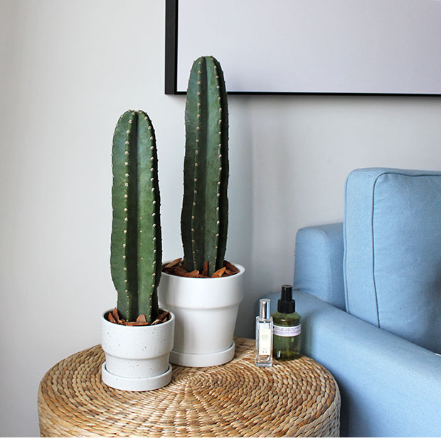 采缇 北欧ins风量天尺仙人柱仙人掌盆栽绿植 30厘米带根老桩单颗不含