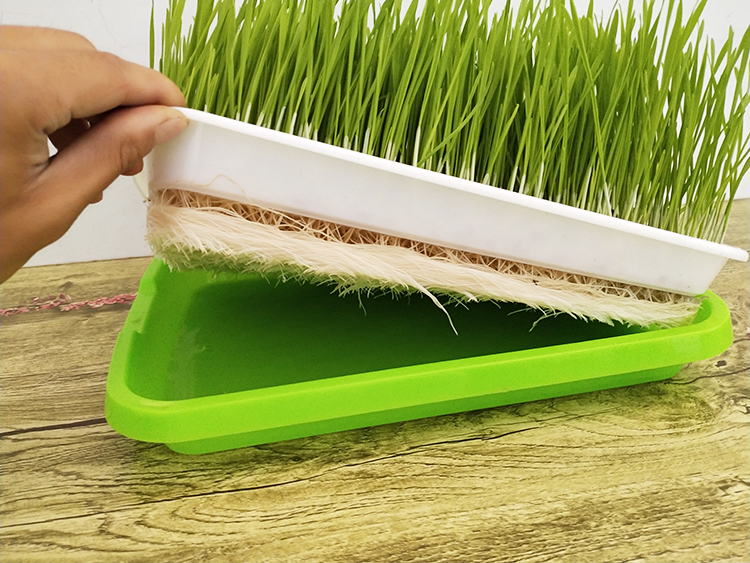 迈界豆芽菜育苗盘小麦苗豌豆萝卜种子芽苗菜种植盘无土栽培水培种菜架