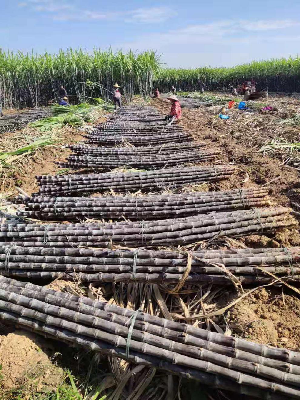 更多参数>>国产/进口:国产原产地:广西包装形式:礼盒装类别:甘蔗货号