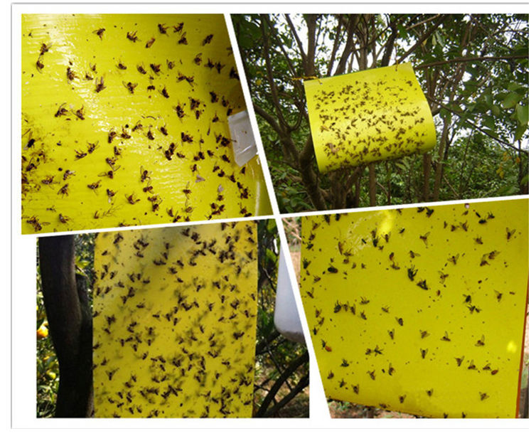 粘蚊子贴纸果实蝇诱粘板果蝇诱捕器瓜实蝇粘胶板针蜂粘虫板果树黄板粘