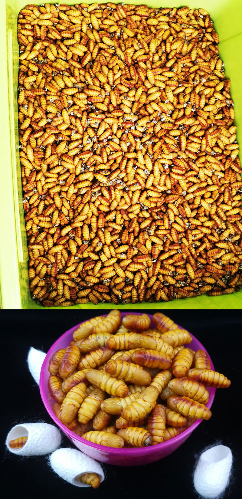 广西新鲜蚕蛹 金丝蚕蛹鲜蚕蛹鲜蝉蛹小桑蚕5斤装 桑蚕蛹活体速冻