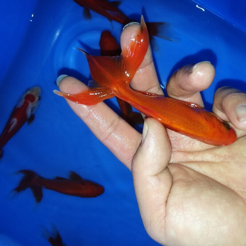 店铺推荐黄金松叶锦鲤鱼冷水鱼活体常温观赏鱼长短尾随机发货1315cm