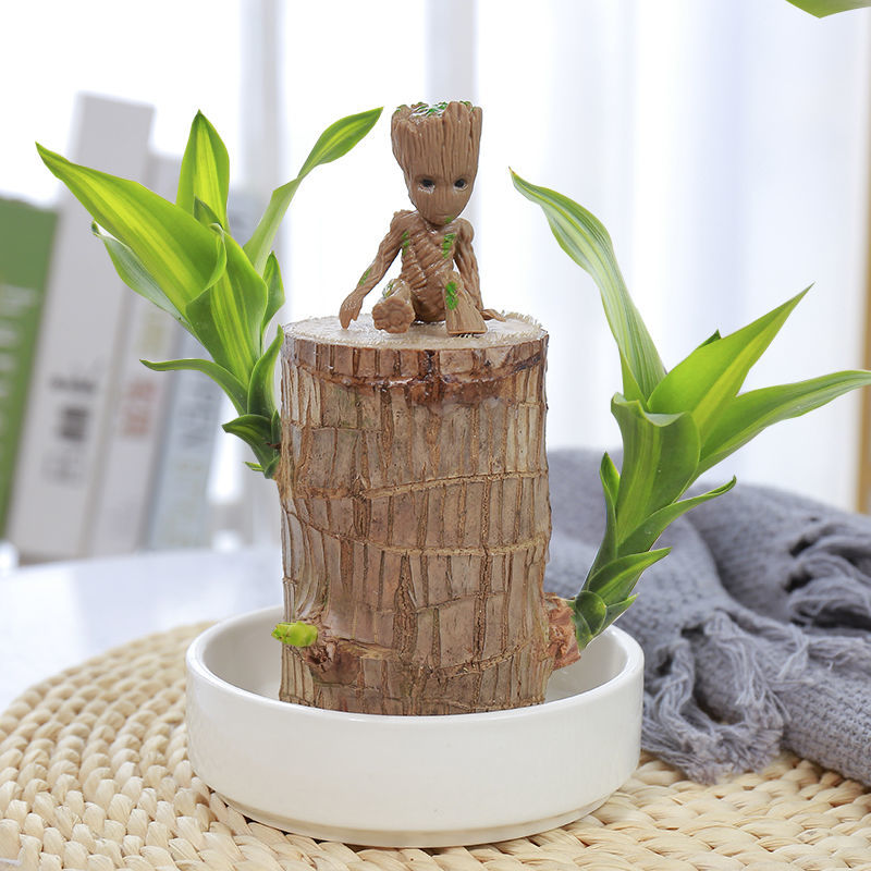 巴西木水养室内花卉盆栽格鲁特树