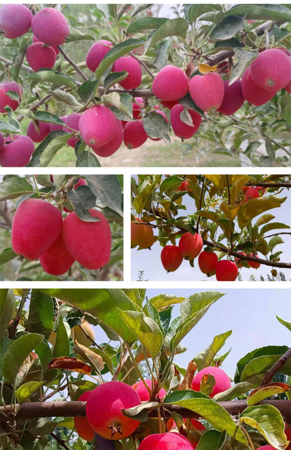 正宗新疆香妃海棠果 新鲜水果小苹果礼盒装当季儿童孕妇特色现摘香甜