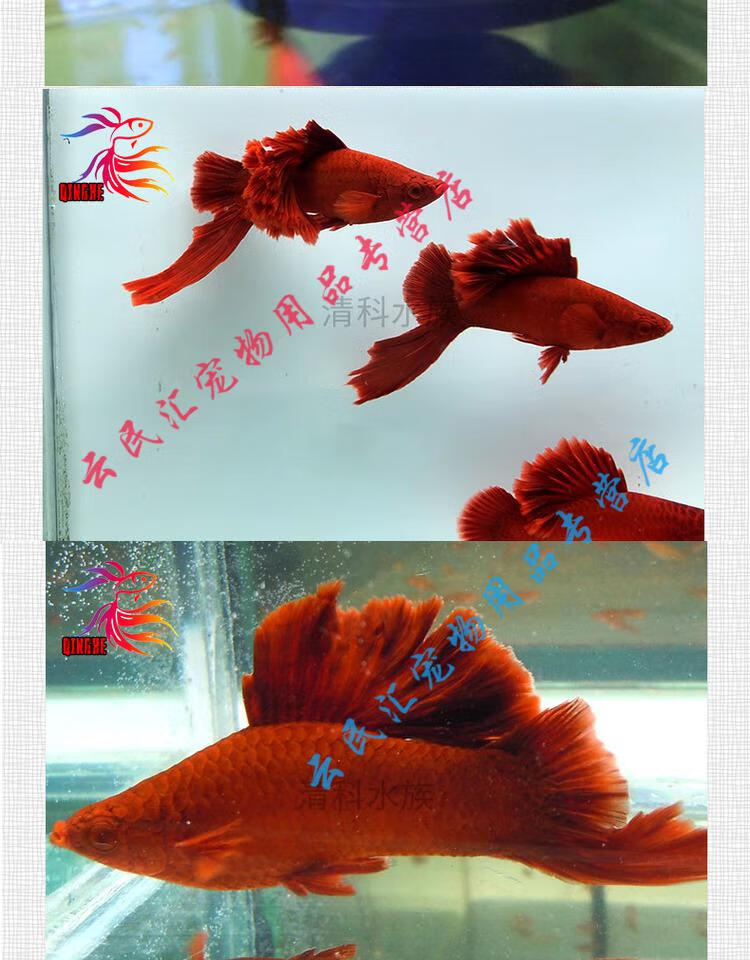 天弗高鰭紅箭魚觀賞魚高鰭紅劍魚魚苗淡水熱帶魚狼牙帆菊花活體魚飼料