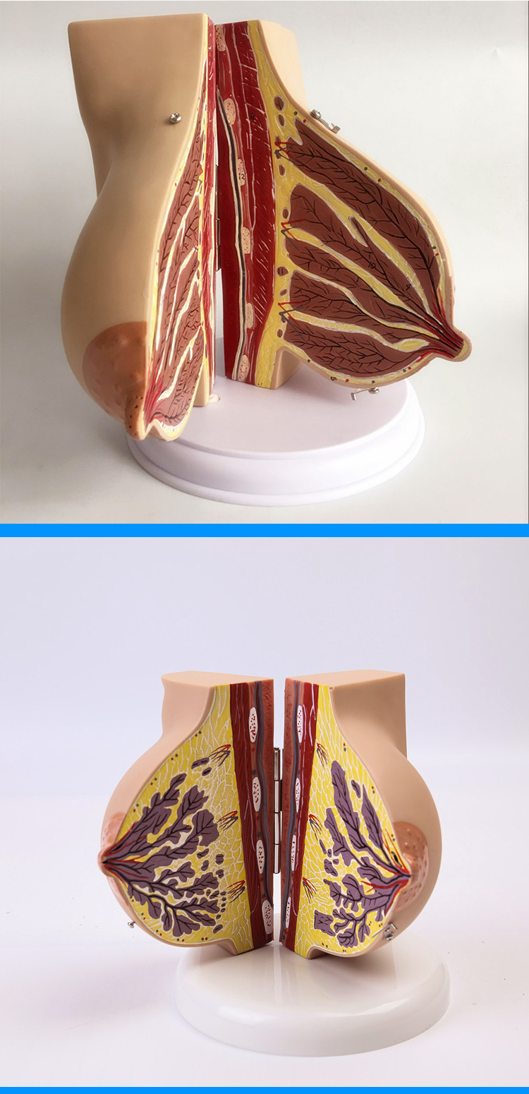静止期乳房解剖模型 【版】【图片 价格 品牌 报价】-京东