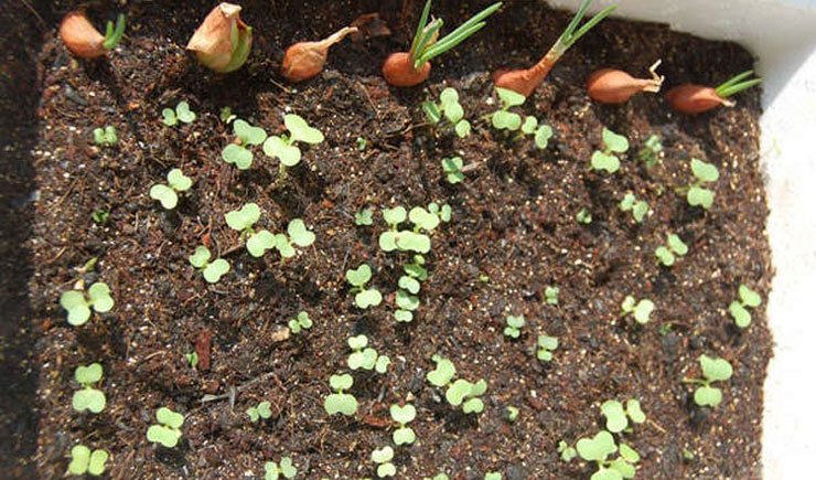 四季播种小白菜种子 鸡毛菜种子种籽 阳台盆栽速生小青菜蔬菜籽 50克