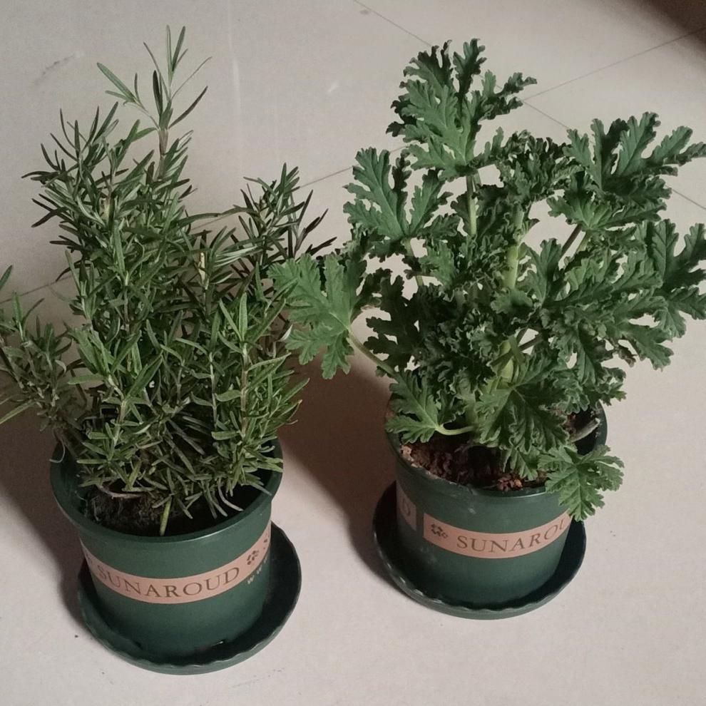 驱蚊草盆栽发树盆栽捕蝇草驱蚊草苗驱蚊植物驱蚊草苗夜来香迷迭香