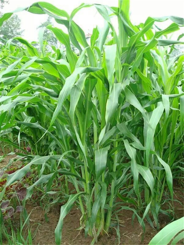 黎昕 进口多年生牧草种子甜象草种子四季常青大叶高产猪牛羊鱼草籽 甜