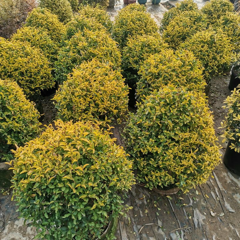 亮晶女贞棒棒糖造型金冠女贞塔型球形树苗耐寒耐冻植物亮金女贞落地球