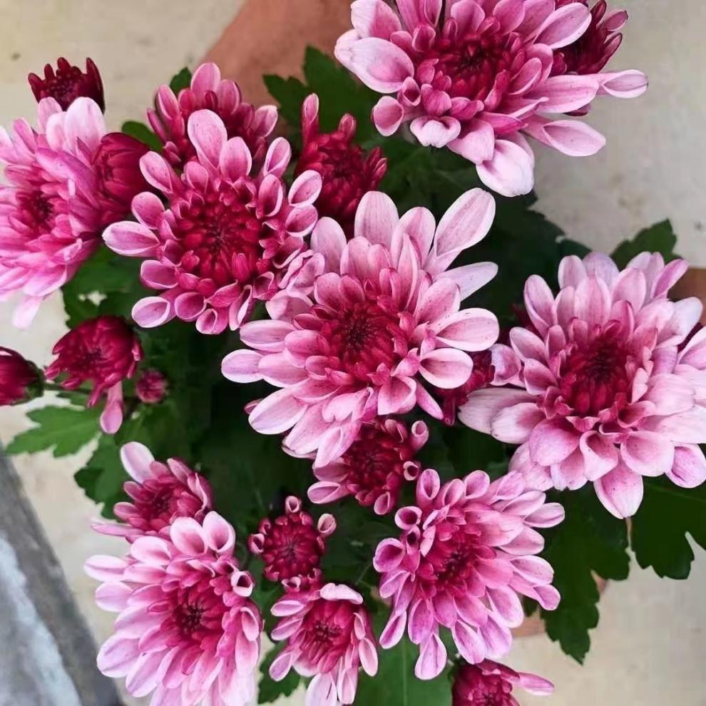 重瓣带花苞雏菊盆栽室内花卉多年生耐寒耐热四季植物开花残次小苗1颗