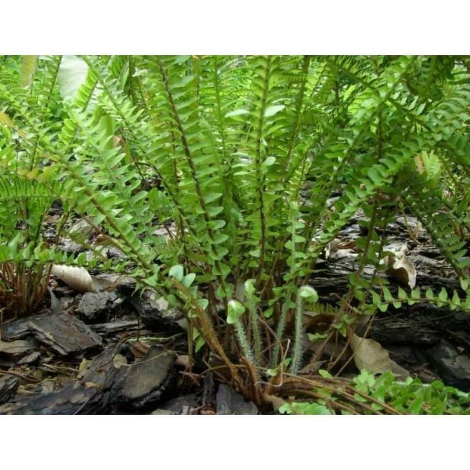 草药宝雕卵 凤凰蛋 石黄皮 一斤康中尊【图片 价格 品牌 报价】-京东