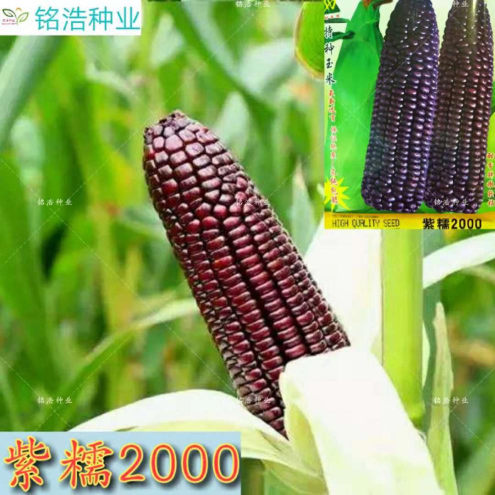 玉米种子紫糯2000玉米紫甜糯甜糯玉米种子高产春夏季黑紫糯玉米籽 紫