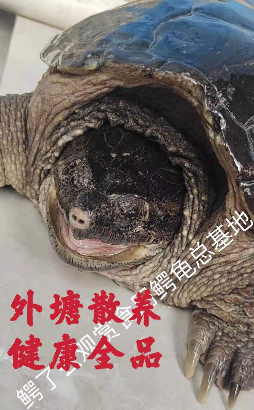 御泸鲜湘(可食用可观赏特大超大鳄龟)活体发货 可以吃的鳄龟活体北美