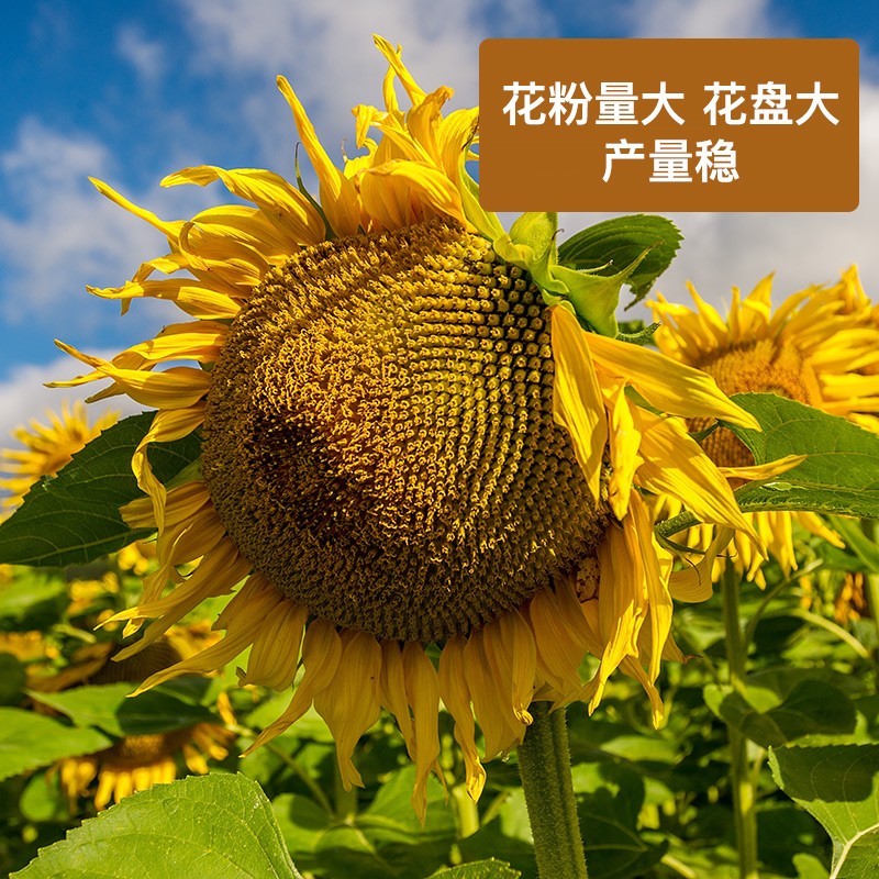 食用向日葵花种子孑四季种易活室内外阳台观赏矮盆栽油葵瓜子花籽矮杆