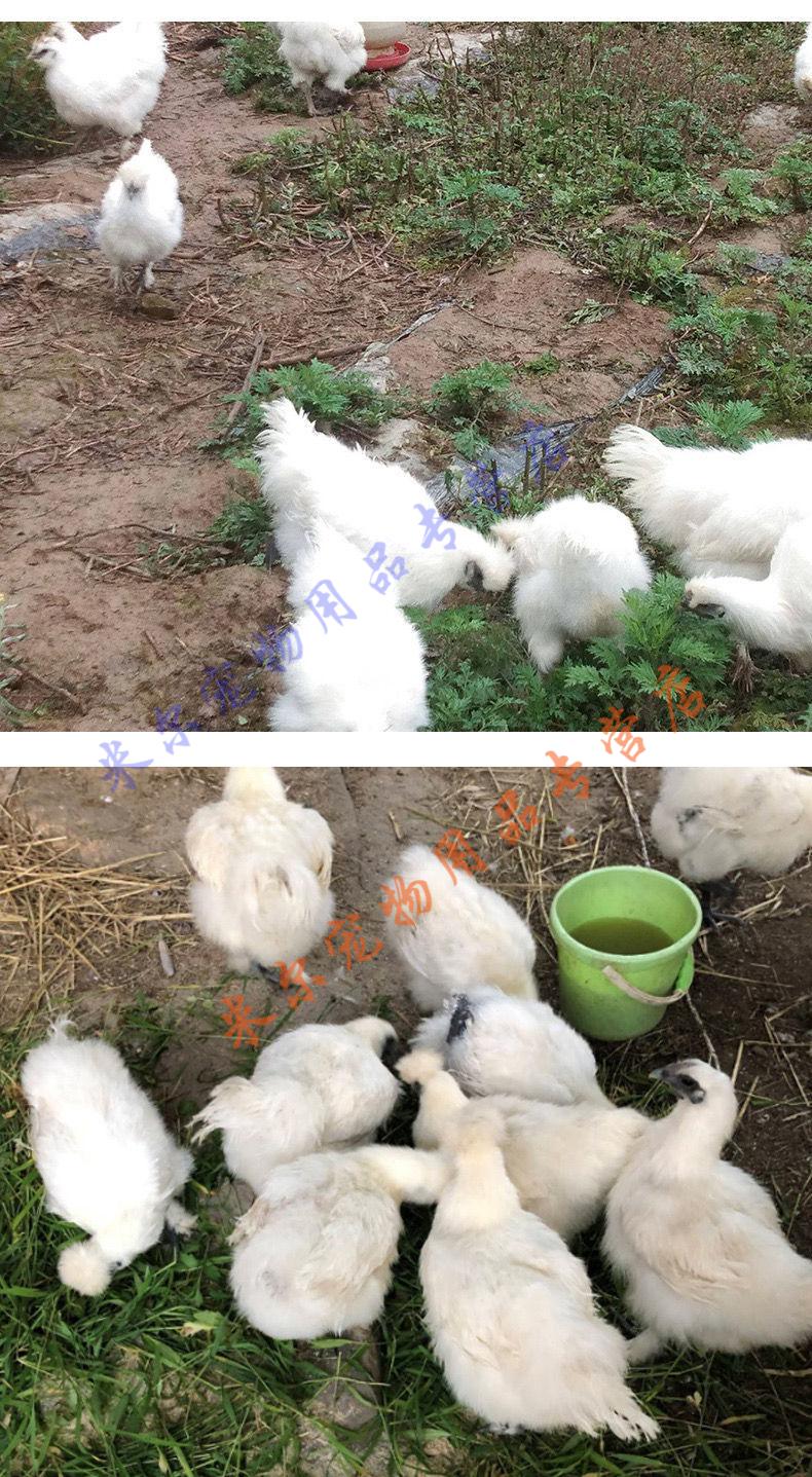 天弗纯种散养泰和乌鸡苗白毛鸡白凤乌鸡乌骨鸡半大小鸡活体绿壳蛋鸡包