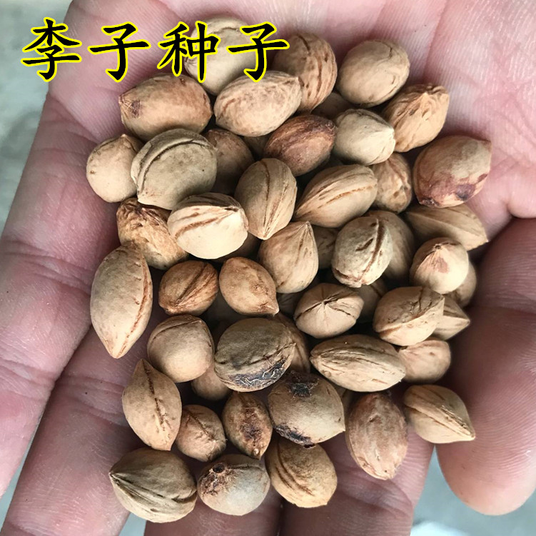 周金祥 毛桃种子 山桃野毛桃树山杏李子种子嫁接梅花李树桃树砧木等