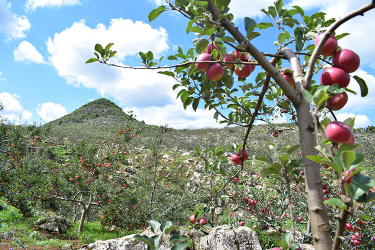 云南蒙自西北勒脆甜冰糖心丑苹果半野生小苹果 8斤 60mm以下【图片