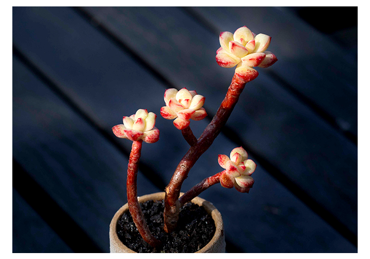探戈群生老桩多肉植物阳台四季超萌肉肉小盆栽绿植云南多肉 探戈单头